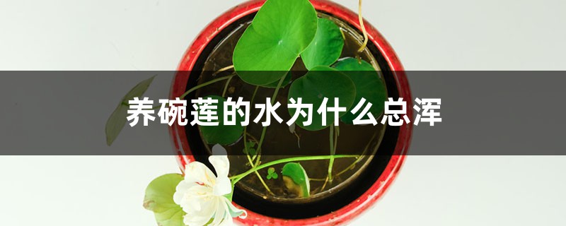 养碗莲的水为什么总浑 养碗莲的水为什么总浑