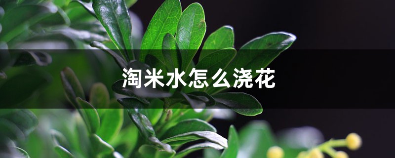 淘米水怎么浇花 淘米水怎么浇花