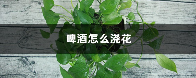 啤酒怎么浇花 啤酒怎么浇花