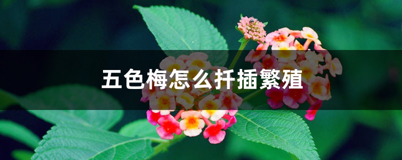 五色梅怎么扦插繁殖 五色梅怎么扦插繁殖