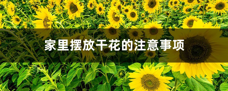 家里摆放干花的注意事项