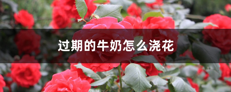 过期的牛奶怎么浇花 过期的牛奶怎么浇花