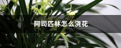 阿司匹林怎么浇花