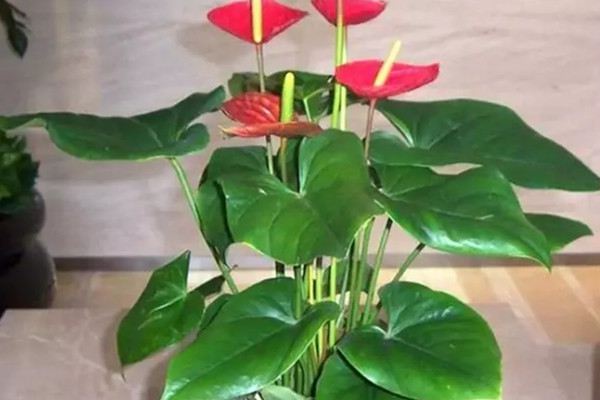 这6种花,给点水就爆盆,懒人必备 这6种花,给点水就爆盆,懒人必备