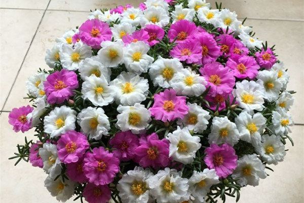 想要爆盆?就种这些花 想要爆盆?就种这些花