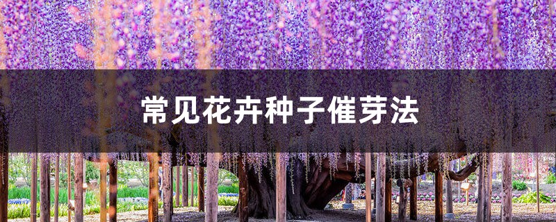 常见花卉种子催芽法 常见花卉种子催芽法