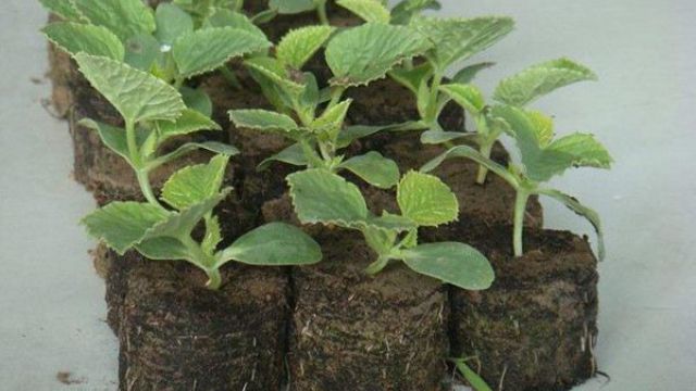 育苗块的正确使用方法 育苗块的正确使用方法