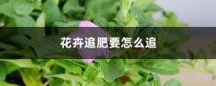 花卉追肥要怎么追