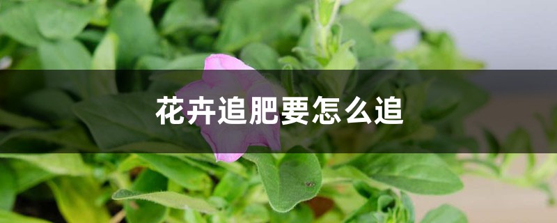 花卉追肥要怎么追 花卉追肥要怎么追