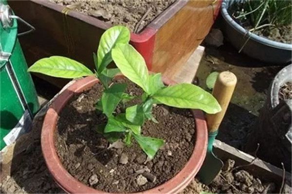 这些花实在是太好养,扔水里就行 这些花实在是太好养,扔水里就行