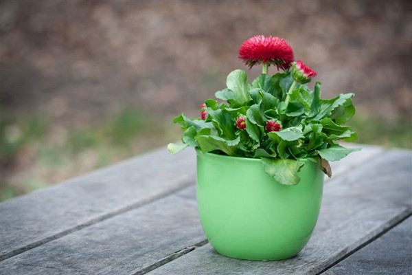 生活中哪些常见用品可以做花肥 生活中哪些常见用品可以做花肥