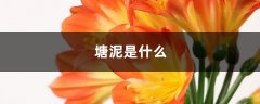 塘泥是什么