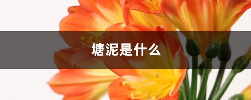 塘泥是什么 塘泥是什么