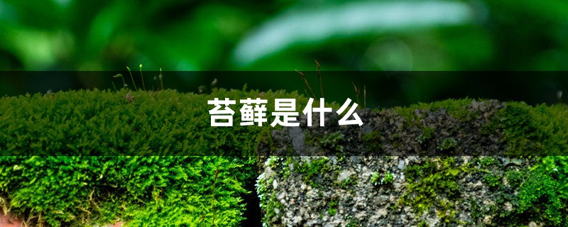 苔藓是什么 苔藓是什么