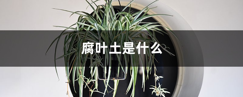 腐叶土是什么 腐叶土是什么