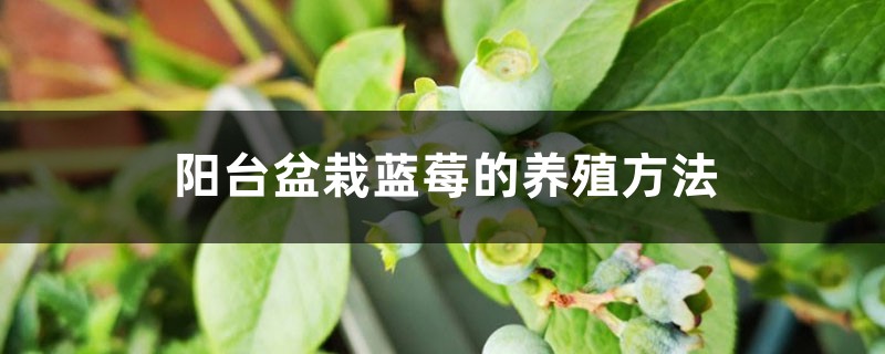 阳台盆栽蓝莓的养殖方法 阳台盆栽蓝莓的养殖方法