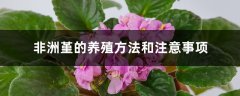 非洲堇的养殖方法和注意事项