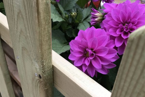 这10种花,怎么折腾都死不了,不种太亏了 这10种花,怎么折腾都死不了,不种太亏了