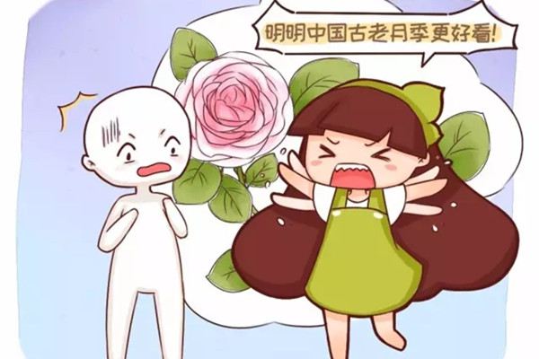 别再迷恋欧月,咱中国的古老月季,快绝种了 别再迷恋欧月,咱中国的古老月季,快绝种了