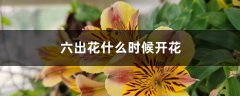 六出花什么时候开花