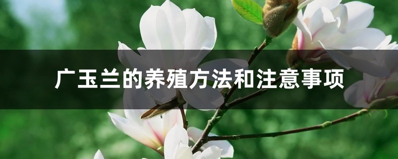 广玉兰的养殖方法和注意事项