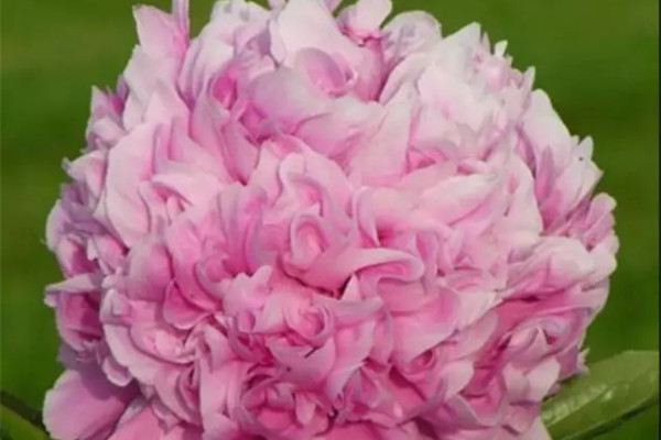 5月花神是芍药,别再只知道月季了! 5月花神是芍药,别再只知道月季了!