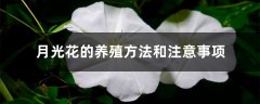 月光花的养殖方法和注意事项