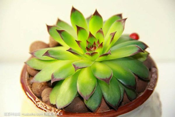 浇水时一定加点料,不然花儿可养不好 浇水时一定加点料,不然花儿可养不好