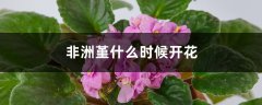 非洲堇什么时候开花