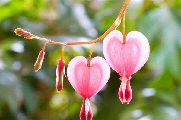 花花界的花名组合 花花界的花名组合