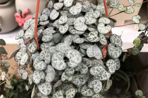 长成心形的叶片,比绿萝吊兰好看多了,满满的全都是爱 长成心形的叶片,比绿萝吊兰好看多了,满满的全都是爱