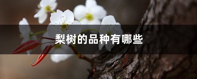 梨树的品种有哪些 梨树的品种有哪些