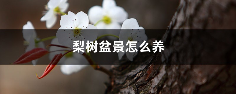 梨树盆景怎么养 梨树盆景怎么养