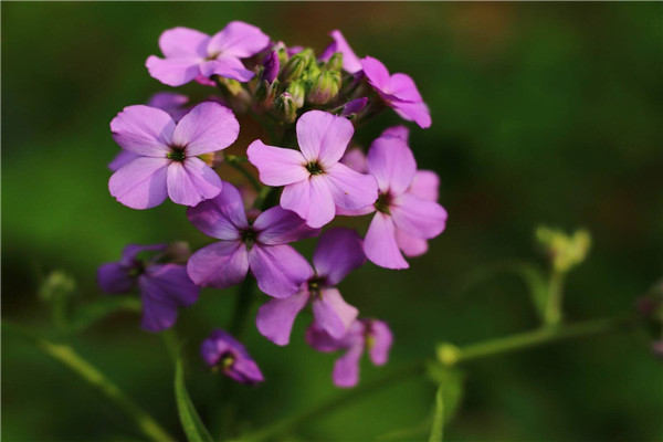 蓝香芥的养殖方法和注意事项 蓝香芥的养殖方法和注意事项