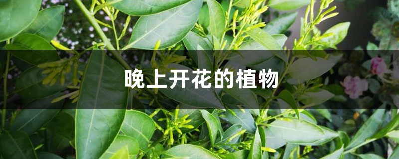 晚上开花的植物 晚上开花的植物