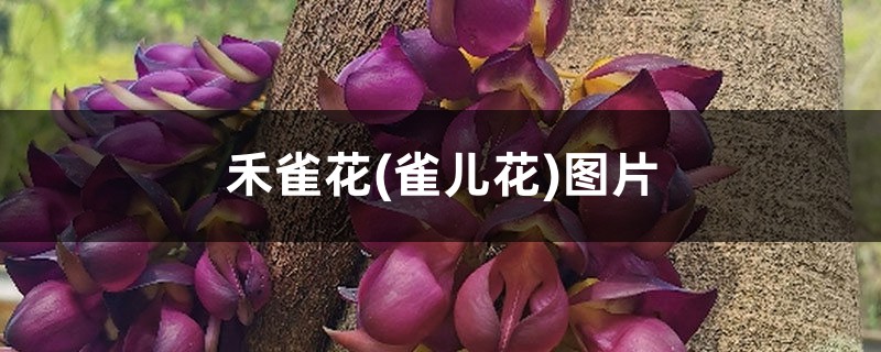 禾雀花(雀儿花)图片 禾雀花(雀儿花)图片