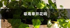 吸毒草开花吗