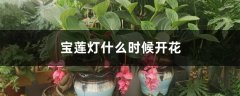 宝莲灯什么时候开花