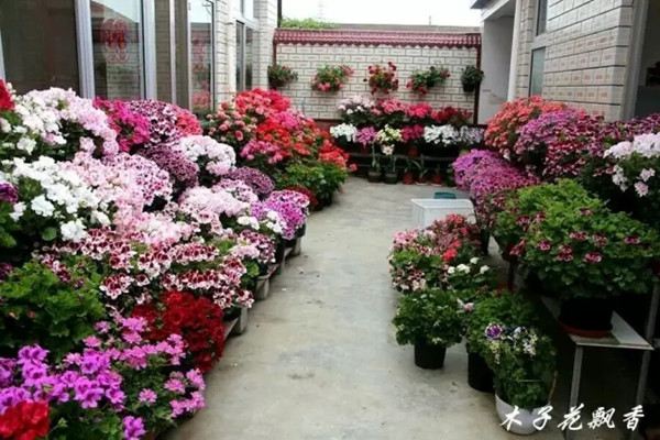 把天竺葵种到底,你也是养花高手 把天竺葵种到底,你也是养花高手