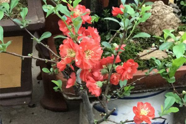 谷雨前后,种花种豆,怎么折腾都能活 谷雨前后,种花种豆,怎么折腾都能活