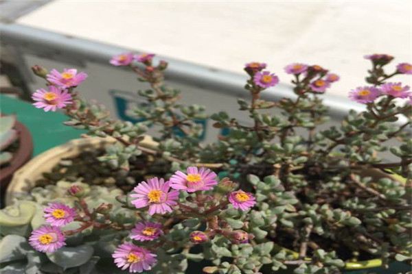 白凤菊和鹿角海棠怎么区别 白凤菊和鹿角海棠怎么区别