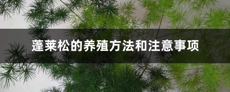 蓬莱松的养殖方法和注意事项 蓬莱松的养殖方法和注意事项