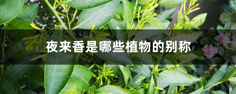 夜来香是哪些植物的别称 夜来香是哪些植物的别称