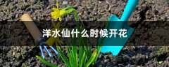 洋水仙什么时候开花