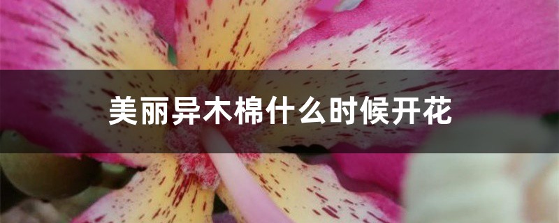 美丽异木棉什么时候开花