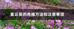 紫云英的养殖方法和注意事项