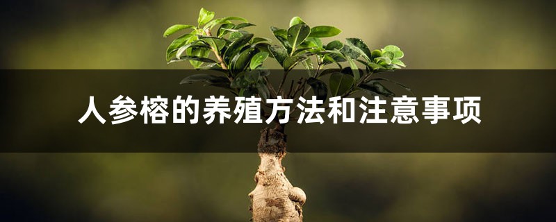 人参榕的养殖方法和注意事项 人参榕的养殖方法和注意事项