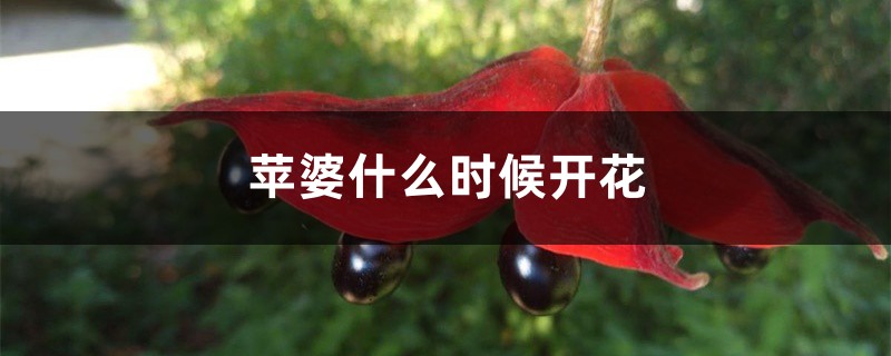 苹婆什么时候开花 苹婆什么时候开花