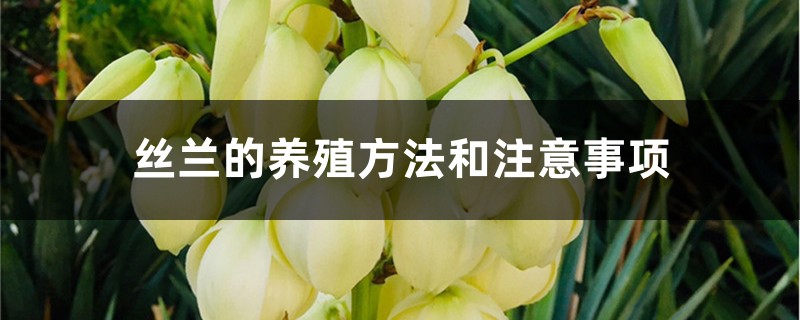 丝兰的养殖方法和注意事项 丝兰的养殖方法和注意事项