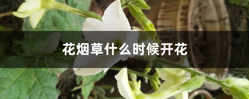 花烟草什么时候开花 花烟草什么时候开花